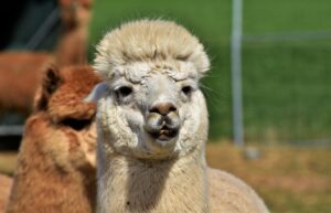 alpaca, camel, furry-4151170.jpg