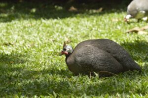 guinea hen, bird, costa rica-4436712.jpg